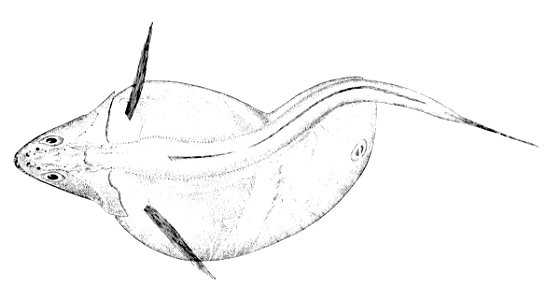 Chiasmodon niger dorsal