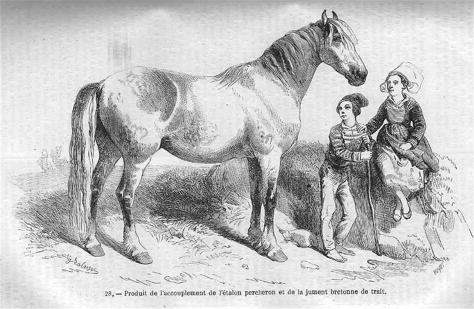 Cheval croisement percheron x bretonne