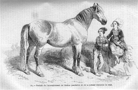 Cheval croisement percheron x bretonne