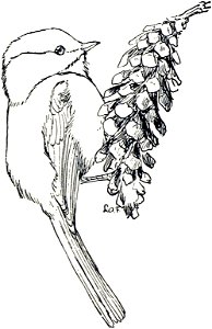 Chickadee-MBS 25