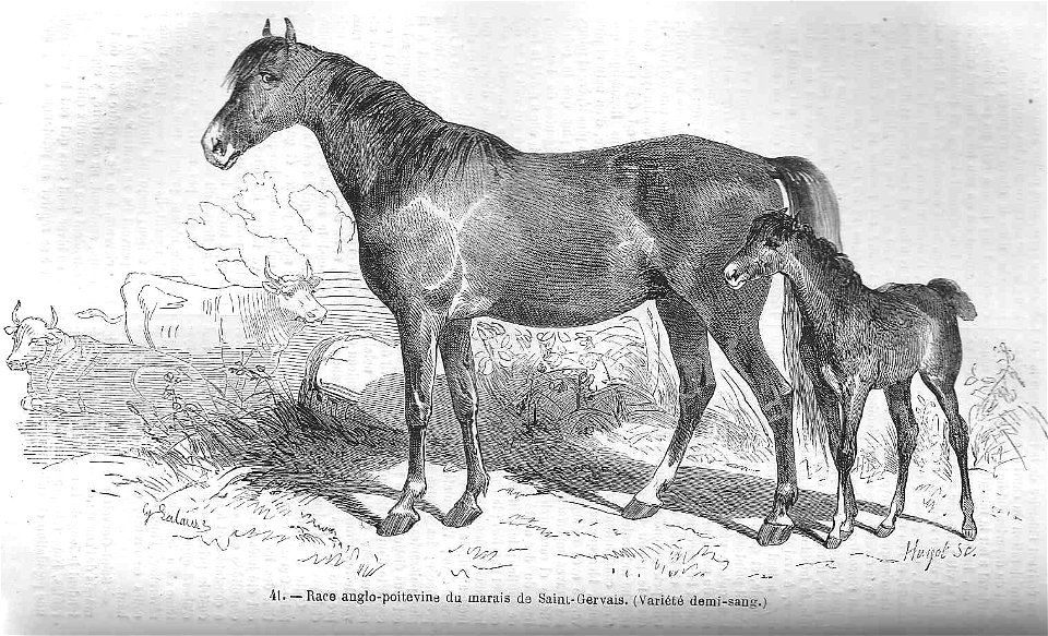 Cheval de race anglo-poitevine