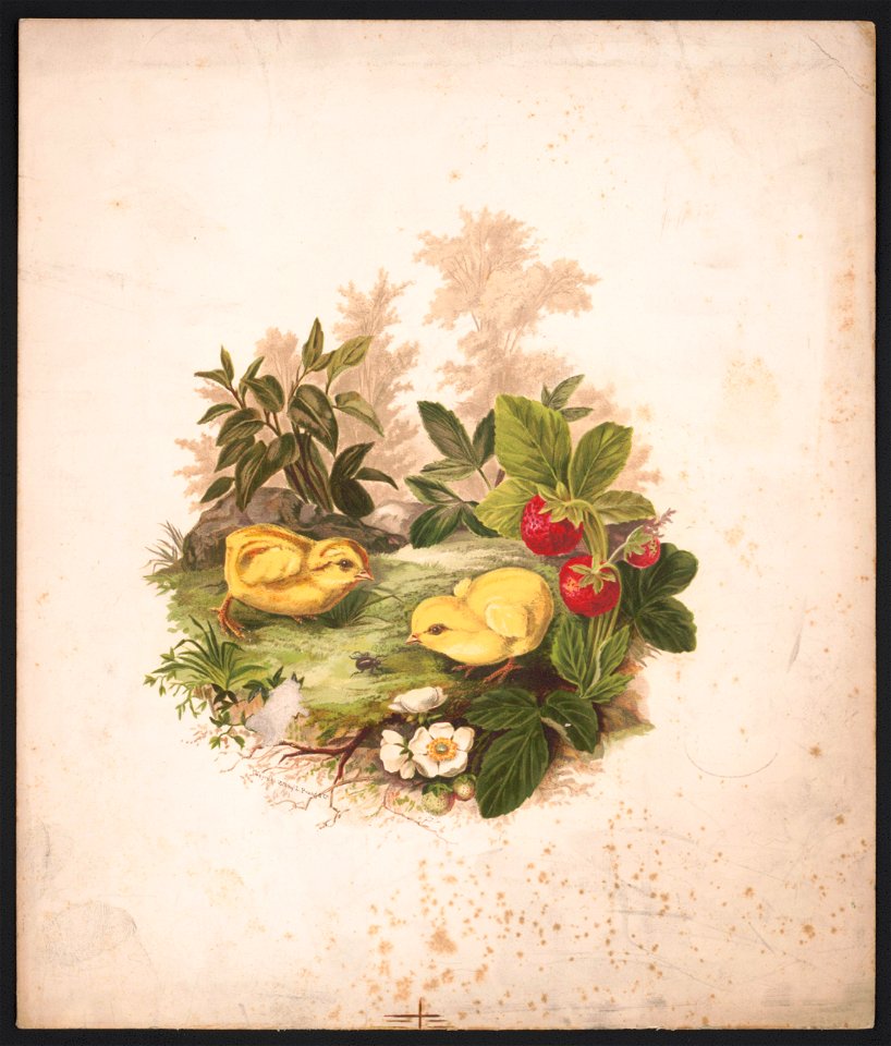 Chickens and strawberries - after Mrs. O.E. Whitney. LCCN2016652310
