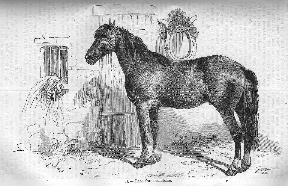 Cheval de race franc-comtoise