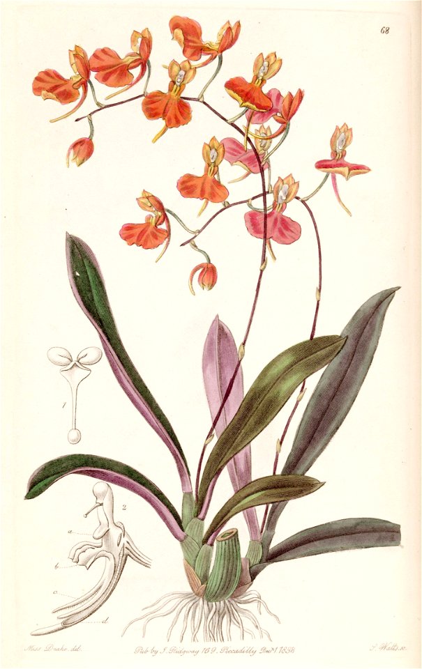 Comparettia coccinea - Edwards vol 24 (NS 1) pl 68 (1838)