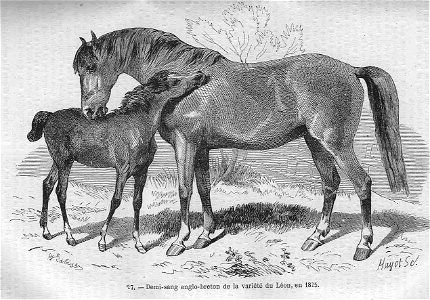 Cheval demi-sang anglo-breton (1825). Free illustration for personal and commercial use.