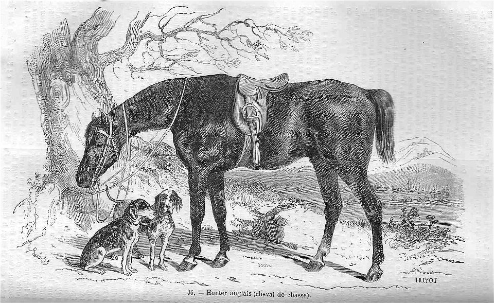 Cheval Hunter anglais