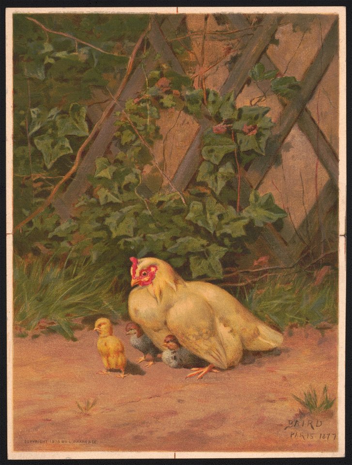 Chickens no. 1 - Baird Paris 1877 ; after Baird. LCCN2016652322