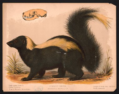 Common skunk - Mephitis mephitica - E.K. LCCN2017660725. Free illustration for personal and commercial use.