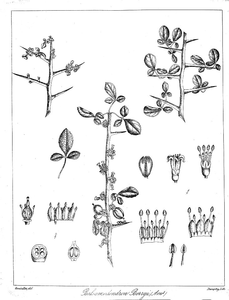 Commiphora berryi Govindoo