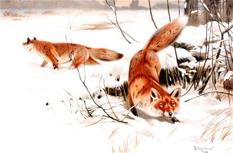 Common foxes in the snow