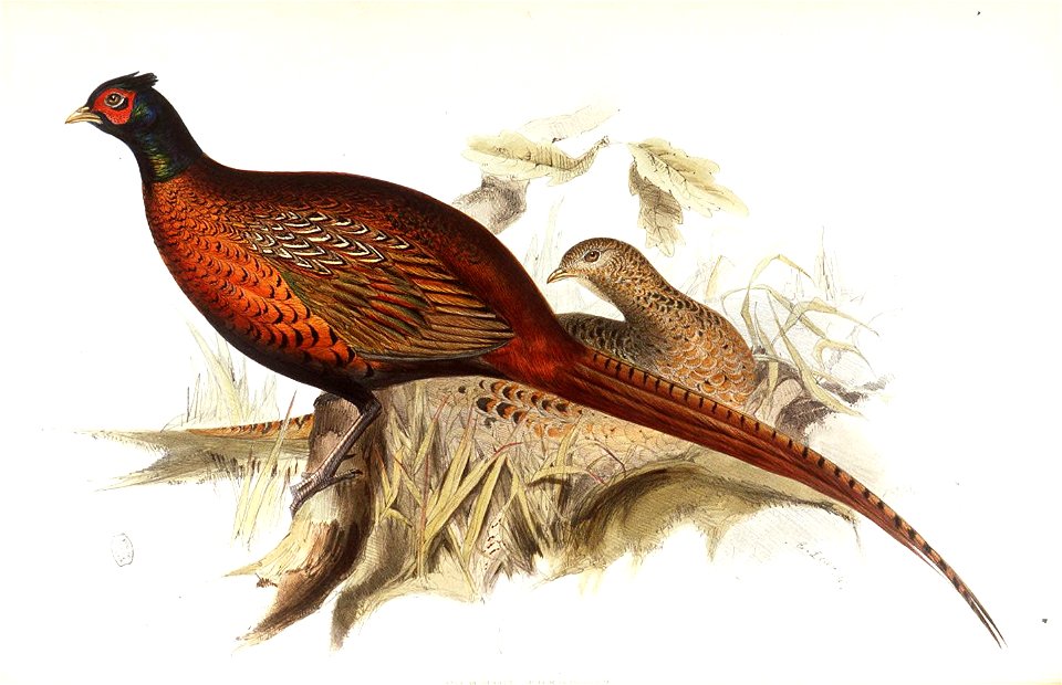 Common Pheasant