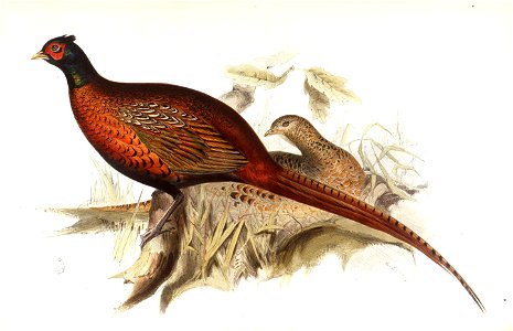 Common Pheasant. Free illustration for personal and commercial use.