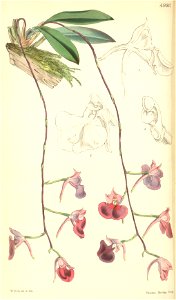 Comparettia falcata - Curtis' 83 (Ser. 3 no. 13) pl. 4980 (1857)
