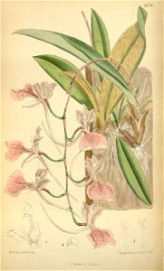 Comparettia macroplectron - Curtis' 109 (Ser. 3 no. 39) pl 6679 (1883)