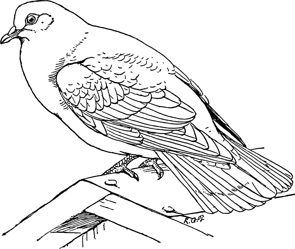Common Pigeon-MBS 63