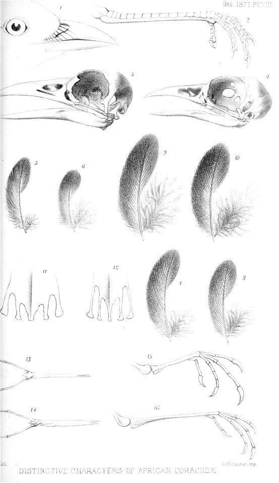 Comparison between Atelornis & Coracias 1871