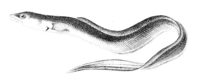 Conger conger