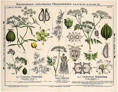 Conium maculatum illustration (04)