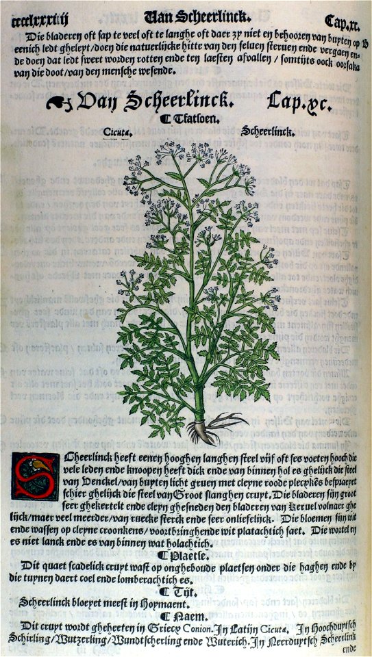Conium maculatum illustration (08)