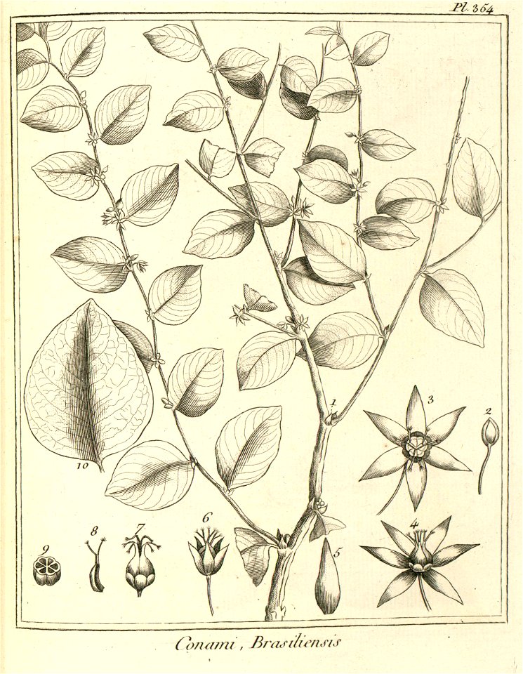Conami brasiliensis Aublet 1775 pl 354