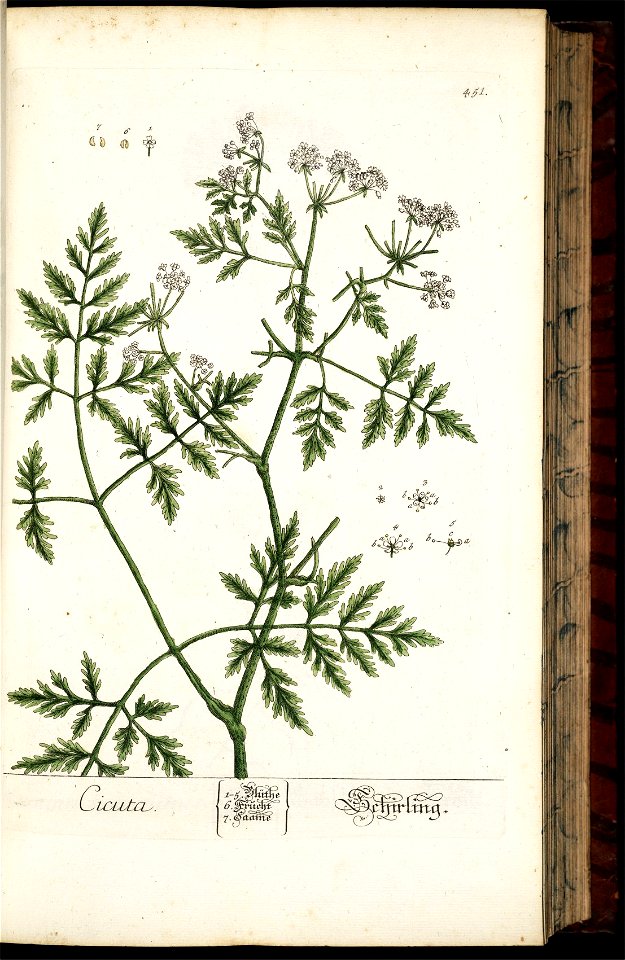Conium maculatum illustration (16)