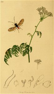 Conium maculatum illustration (20)