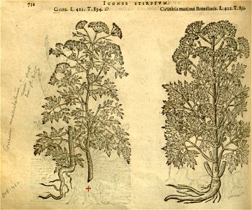 Conium maculatum illustration (28)