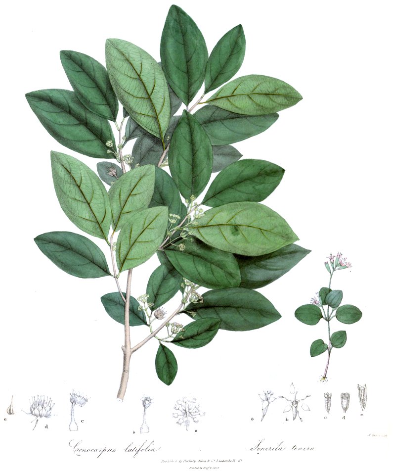 ConocarpusSonerilaRoyle
