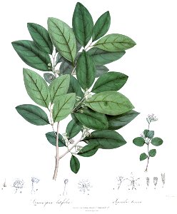 ConocarpusSonerilaRoyle