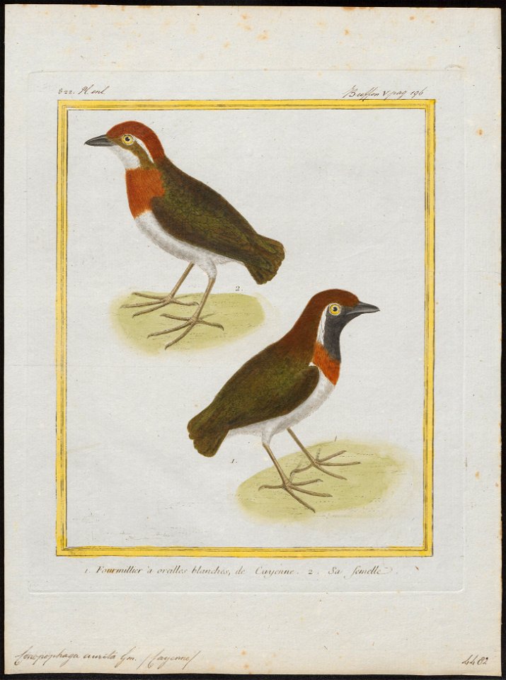 Conopophaga aurita - 1700-1880 - Print - Iconographia Zoologica - Special Collections University of Amsterdam - UBA01 IZ16400341