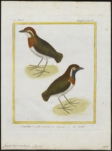 Conopophaga aurita - 1700-1880 - Print - Iconographia Zoologica - Special Collections University of Amsterdam - UBA01 IZ16400341