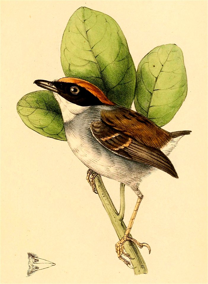 Conopophaga melanops perspicillata male 1841