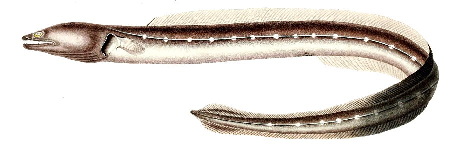 Conger orbignianus
