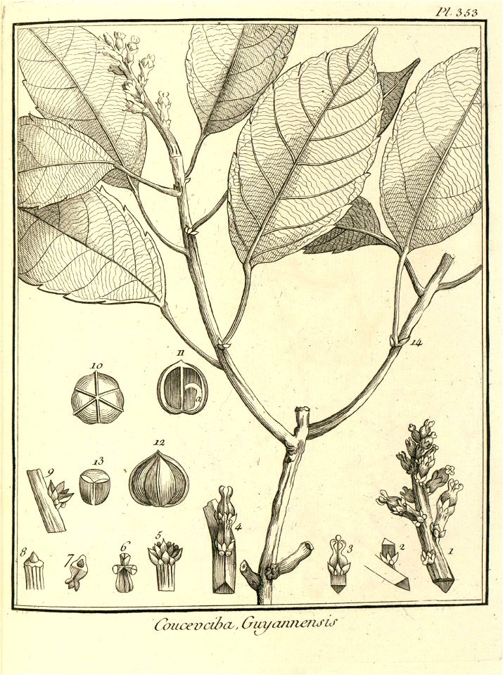 Conceveiba guianensis Aublet 1775 pl 353