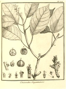 Conceveiba guianensis Aublet 1775 pl 353