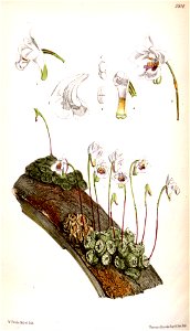 Conchidium extinctorium (as syn. Eria extinctoria) - Curtis' 97 (Ser. 3 no. 27) pl. 5910 (1871)