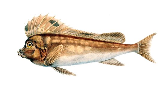 Congiopodus spinifer