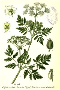 Conium maculatum illustration (05)