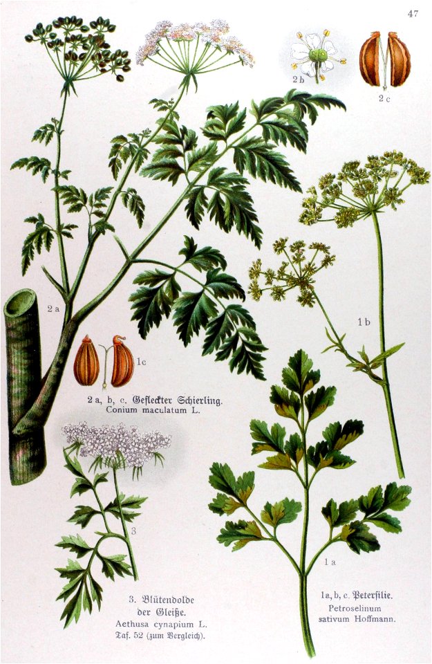 Conium maculatum illustration (09) - Traditional visual art under ...