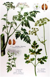 Conium maculatum illustration (09)