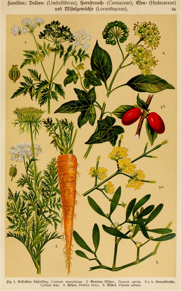 Conium maculatum illustration (13)