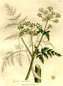 Conium maculatum illustration (17)