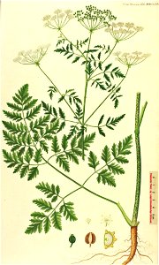 Conium maculatum illustration (21)