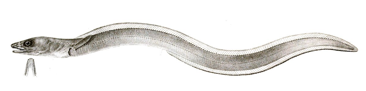 Congromuraena anago Achilles 169
