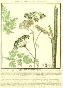 Conium maculatum illustration (25)