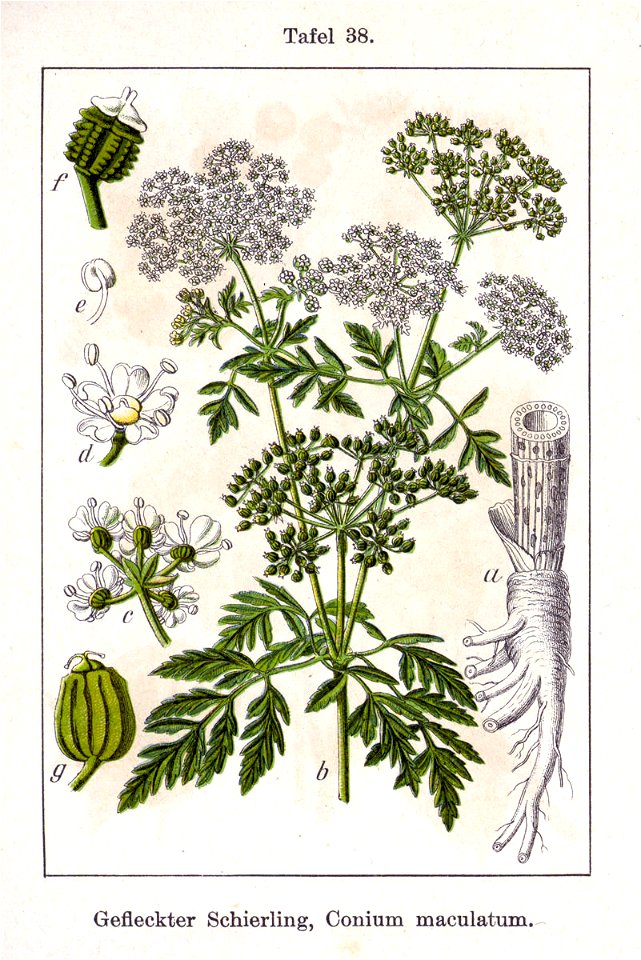 Conium maculatum Sturm12038