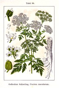 Conium maculatum Sturm12038