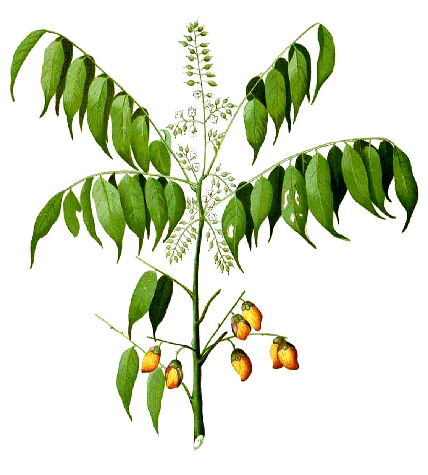 Connarus paniculatus Blanco1.140-cropped