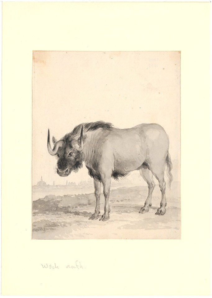 Connochaetes gnou - 1710-1792 - Print - Iconographia Zoologica - Special Collections University of Amsterdam - UBA01 IZA1000716