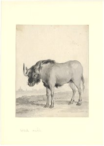 Connochaetes gnou - 1710-1792 - Print - Iconographia Zoologica - Special Collections University of Amsterdam - UBA01 IZA1000716